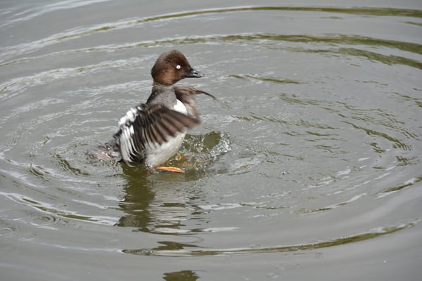 Nr. 6000 / 01.05.2014 / Zoo Zürich / 6000 x 4000 / JPG-Datei 