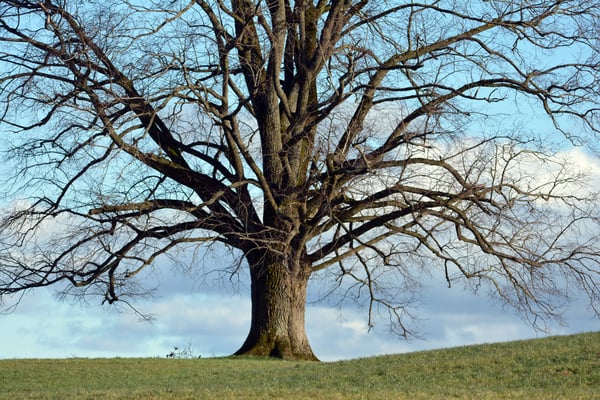 Woche 8, Linde, das Bild wurde in der Region Hirzel aufgenommen
