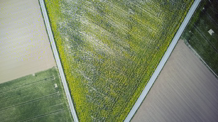2020 Woche 17, Rapsfeld in Oberembrach, Drohnenaufnahme
