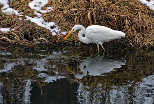 5204 / Woche 4 / Dänikon Furtbach, Silberreiher