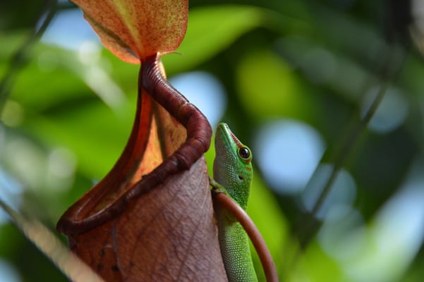 Nr. 6010 / 07.09.2013 / Zoo Zürich / 6000 x 4000 / JPG-Datei 