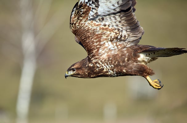 5205 / Woche 5 / Bülach, Mäusebusshard 