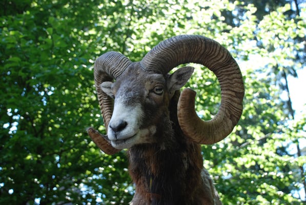 Nr. 6204 / 28.05.2011 / Tierpark Arth-Goldau / 3872 x 2592 / JPG-Datei 