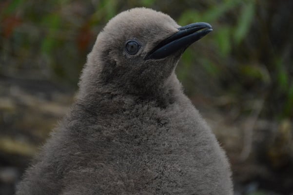 Nr. 6022 / 26.12.2012 / Zoo Zürich / 6000 x 4000 / JPG-Datei 