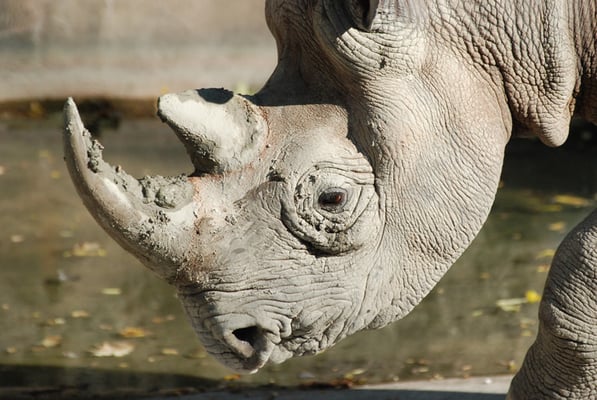 Nr. 6035 / 01.10.2011 / Zoo Zürich / 3872 x 2592 / JPG-Datei 