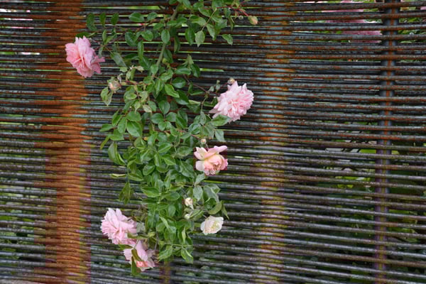 Nr. 141 / 29.05.2014 / Bremgarten /6000 x 4000 / JPG-Datei