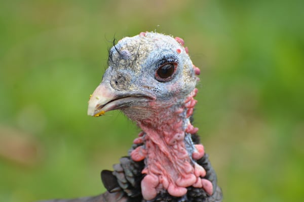 Nr. 6004 / 01.05.2014 / Zoo Zürich / 6000 x 4000 / JPG-Datei 