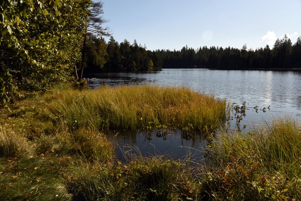 Nr. 310 / 2019 / Etang de la Gruère / 6016 x 4000 / JPG Datei