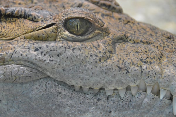 Nr. 6017 / 10.02.2013 / Zoo Zürich / 6000 x 4000 / JPG-Datei 