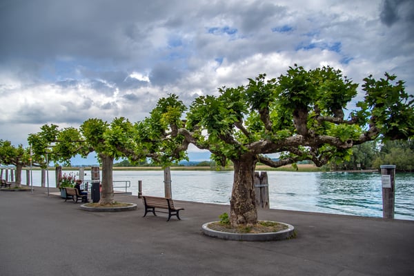 Woche 22, Uferpromenade Gottlieben