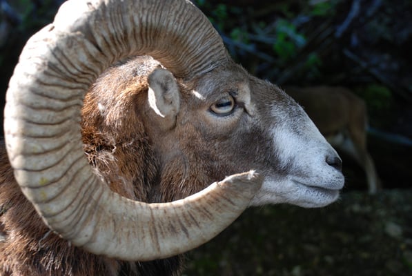 Nr. 6203 / 28.05.2011 / Tierpark Arth-Goldau / 3872 x 2592 / JPG-Datei 