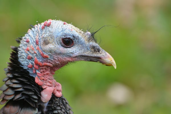 Nr. 6005 / 01.05.2014 / Zoo Zürich / 6000 x 4000 / JPG-Datei 