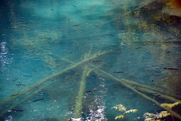 Nr. 331 / 2016 / Blausee / 6016 x 4016 / JPG-Datei