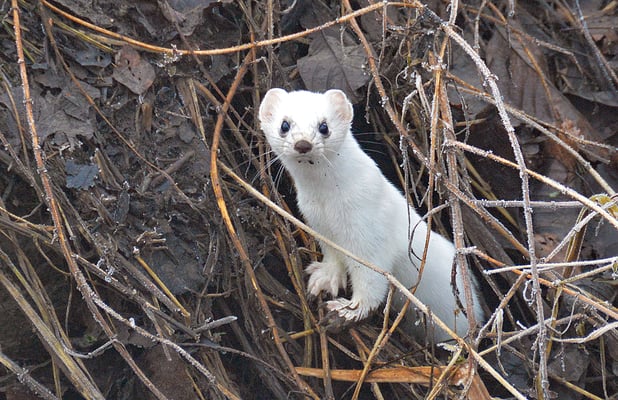 5211 / Woche 11 / Wisel am Furtbach