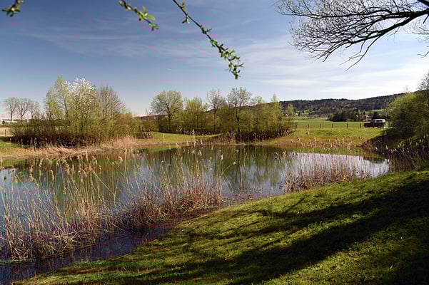 Nr. 5117 / Woche 17 / Buchs ZH, Weiher Naturschutzgebiet Gheid