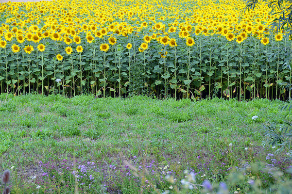 5227 / Woche 27 / Sonnenblumenfeld bei Wasterkingen