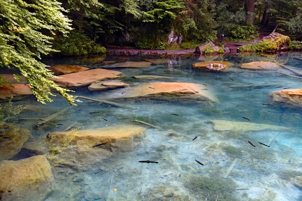 Nr. 320 / 2016 / Blausee / 6016 x 4016 / JPG-Datei