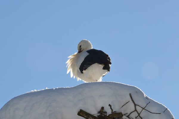 Nr. 6016 / 10.02.2013 / Zoo Zürich / 6000 x 4000 / JPG-Datei 