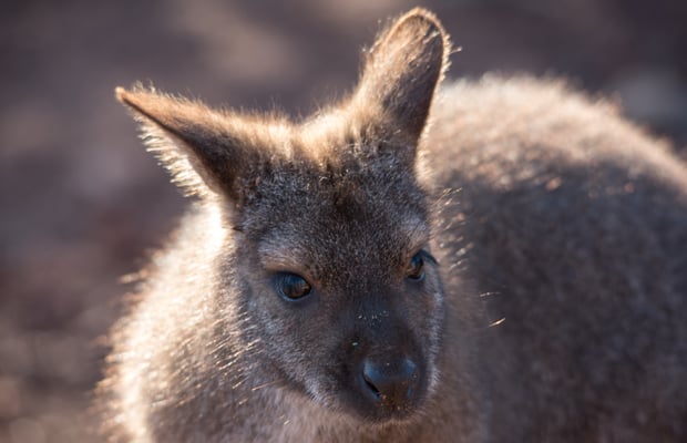 2020 Woche 4, Zoo Zürich, Australien-Haus, Bennett-Wallaby