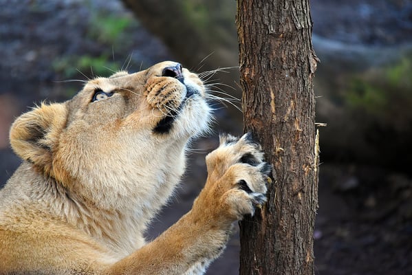 5187 /  Woche 27 / Zürich, Zürichzoo