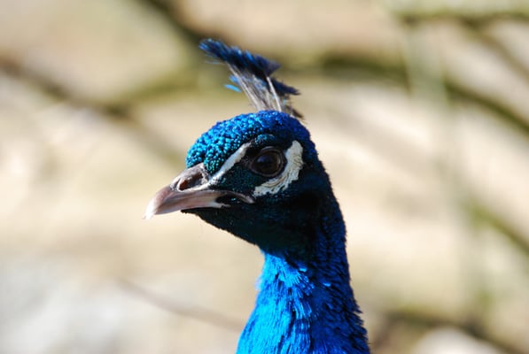 Nr. 6040 / 27.02.2012 / Zoo Zürich / 3872 x 2592 / JPG-Datei 