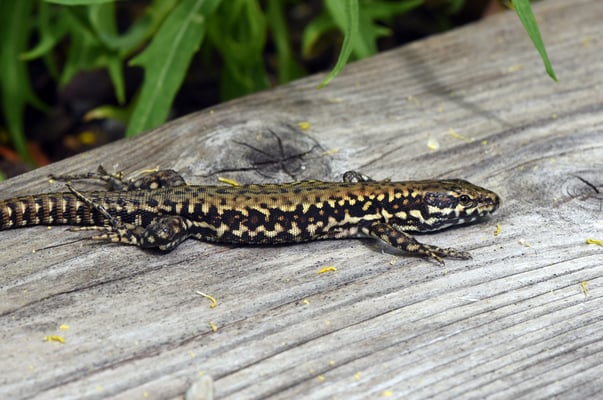 Woche 15, Mauereidechse