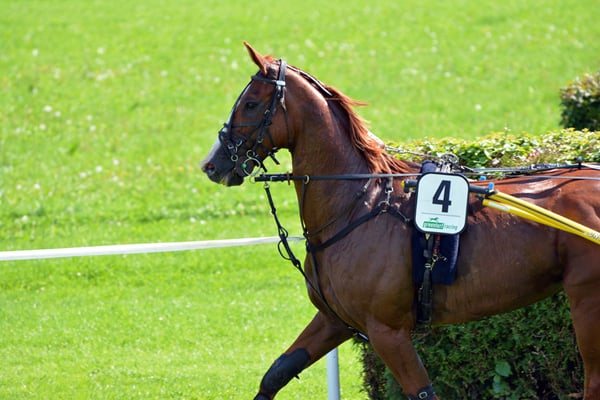 Nr. 2547 / 07.09.2014 / Dielsdorf, Pferde-Rennbahn / 6000 x 4000 / JPG-Datei