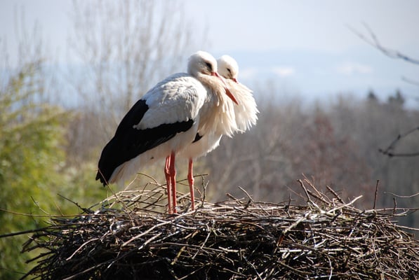 Nr. 6029 / 27.02.2012 / Zoo Zürich / 3872 x 2592 / JPG-Datei 