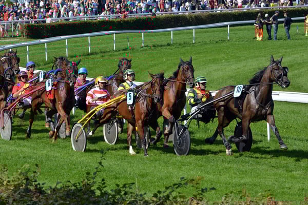 Nr. 2525 / 07.09.2014 / Dielsdorf, Pferde-Rennbahn / 6000 x 4000 / JPG-Datei