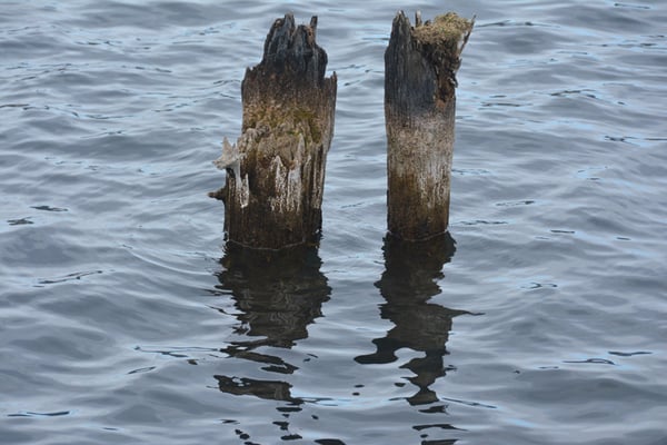 Nr. 5008/ Woche 8 / Horgen , Holzpfähle im Zürichsee  / 6000 x 4000 / JPG-Datei 