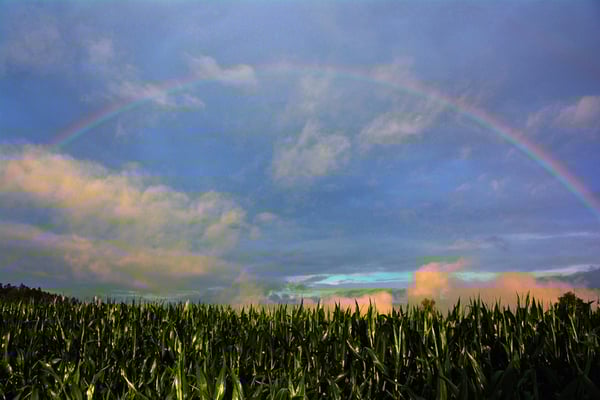 Nr. 5029 / Woche 29 / ausserhalb Rheinau , Regenbogen / 6000 x 4000 / JPG-Datei 