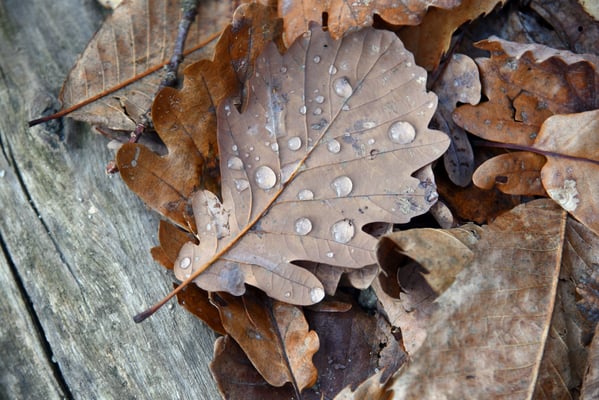 2020, Woche 51, Nach dem Schnee