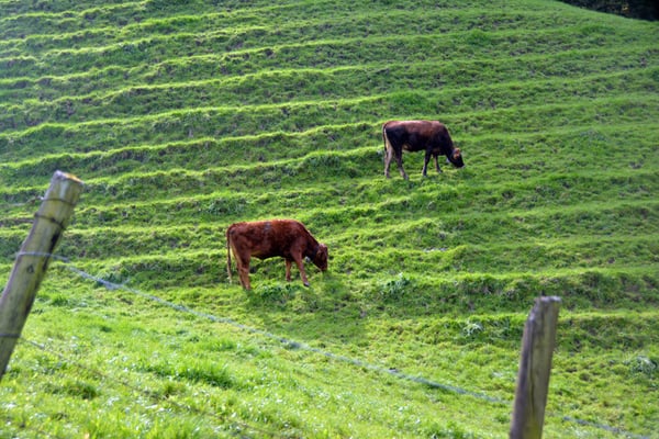 Nr. 5041 / Woche 41 / Weide bei Felben-Wellhausen / 6000 x 4000 / JPG-Datei 
