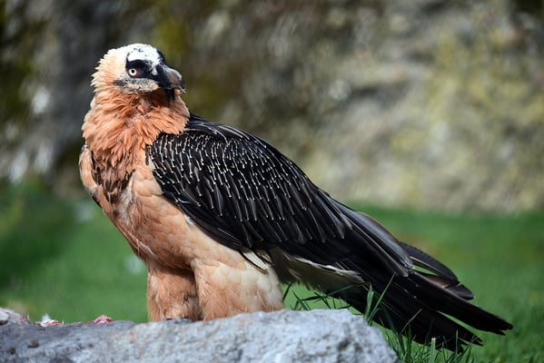 Nr. 6210 / 2016 / Tierpark Arth-Goldau / 6016 x 4016 / JPG-Datei 