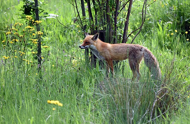 Nr. 5123 / Woche 23 / Fuchs im Tierpark Langenberg, Langnau
