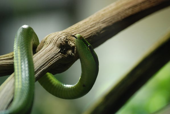 Nr. 6039 / 04.09.2011 / Zoo Zürich / 3872 x 2592 / JPG-Datei 