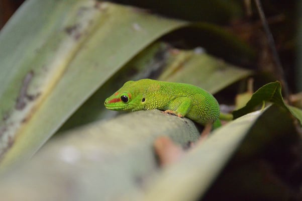 Nr. 6027 / 04.08.2012 / Zoo Zürich / 6000 x 4000 / JPG-Datei 