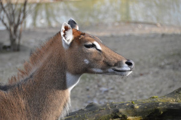 Nr. 6023 / 26.12.2012 / Zoo Zürich / 6000 x 4000 / JPG-Datei 