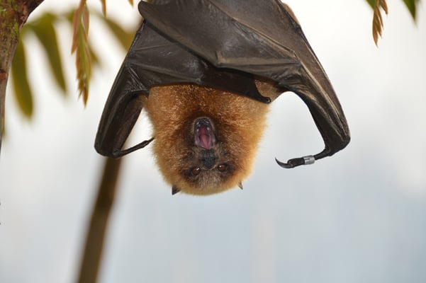 Nr. 6014 / 26.04.2013 / Zoo Zürich / 6000 x 4000 / JPG-Datei 