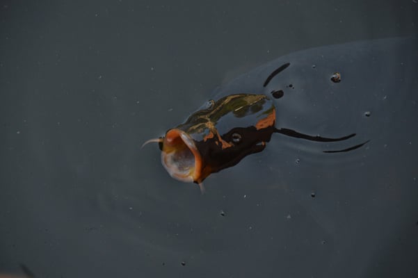 Nr. 6012 / 07.09.2013 / Zoo Zürich / 6000 x 4000 / JPG-Datei 