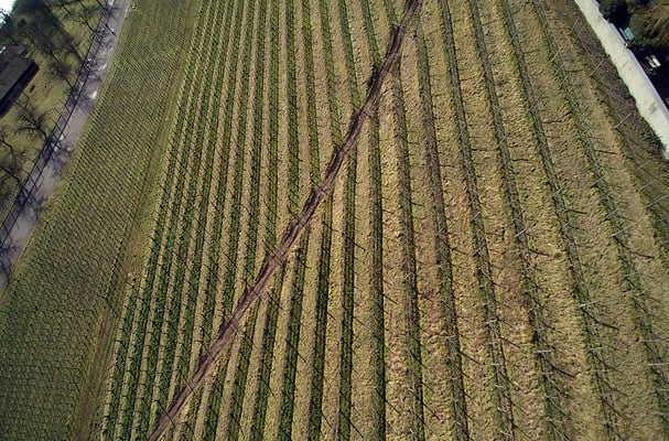 5306 / Woche 6 / Weinreben bei Rheinau