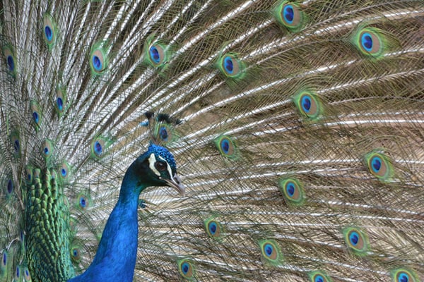 Nr. 6008 / 01.05.2014 / Zoo Zürich / 6000 x 4000 / JPG-Datei 