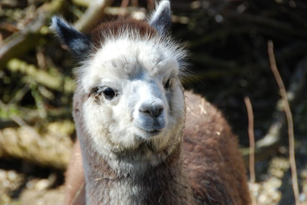 Nr. 6032 / 27.02.2012 / Zoo Zürich / 3872 x 2592 / JPG-Datei 