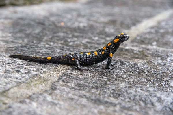 2020, Woche 40, Feuersalamander, aufgenommen im Tessin