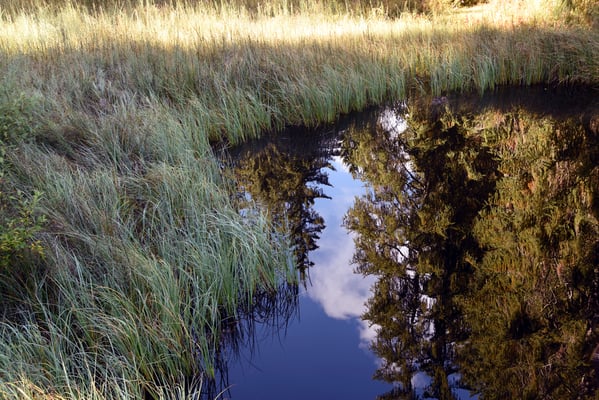 Nr. 304 / 2019 / Etang de la Gruère / 6016 x 4000 / JPG Datei