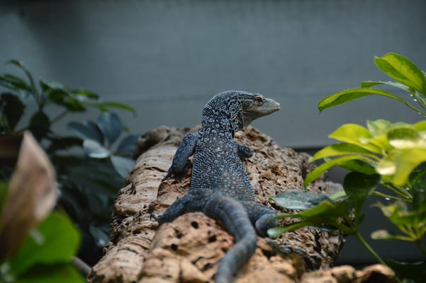 Nr. 6013 / 07.09.2013 / Zoo Zürich / 6000 x 4000 / JPG-Datei 