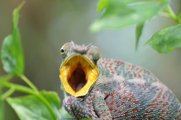 Nr. 6002 / 01.05.2014 / Zoo Zürich / 6000 x 4000 / JPG-Datei 