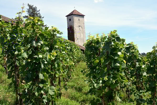 Nr. 325 / August 2014 / Schaffhaussen /6024 x 4008 / JPG/NEF-Datei