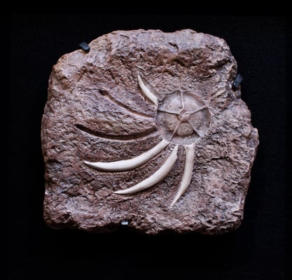 "Specimen 1"; 2018; ceramic, felt, frame; 13x13x2