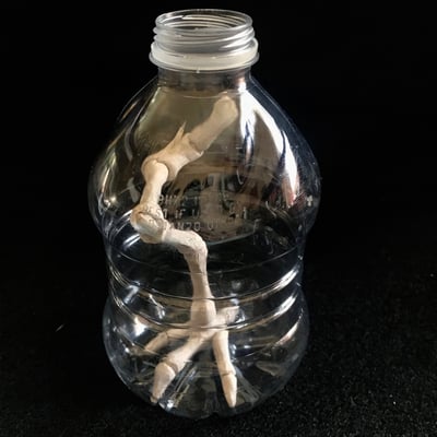 "Preserved #1", 2019, 4.5 x 3 x 3, Ceramic, Plastic bottle